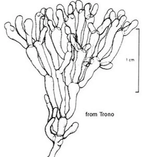 Valonia aegagropila | DORIS
