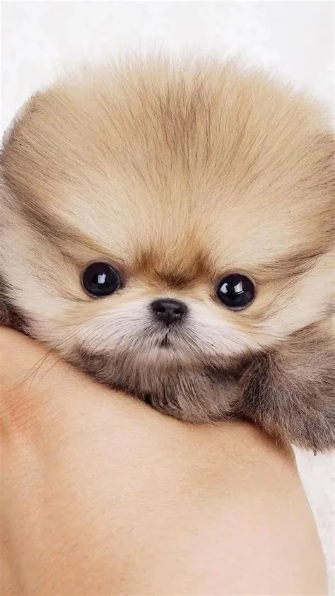 on Cats and dogs | Baby animals super cute, Baby animals funny ...