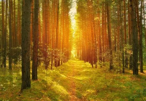 forest, Trees, Pine trees, Path, Road, Lights, Bright, Grass, Mushroom ...