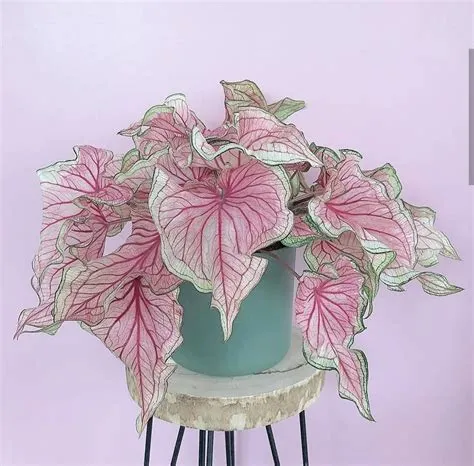 af Szilvia Pap på szobanövények