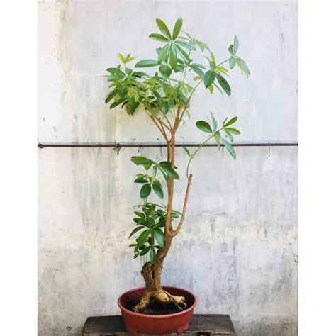 Jual Pohon Pule Bahan Bonsai atau Teduh/ Rindang depan rumah | Shopee ...