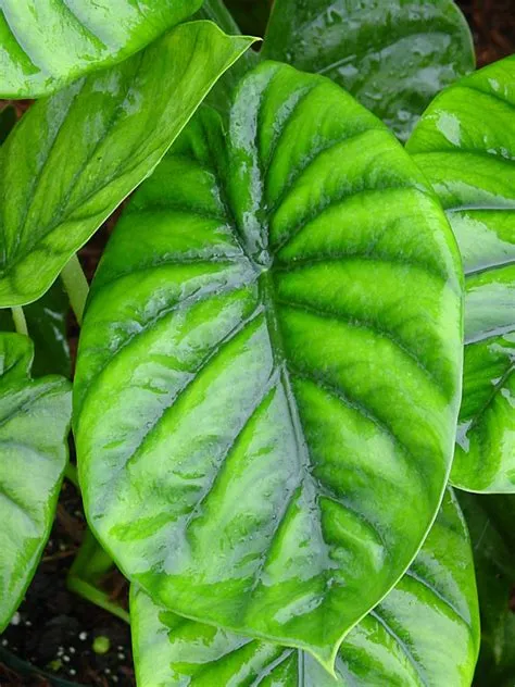 Alocasia Green Shield Elephant Ear Plant in 4” pot – Kens Philodendrons