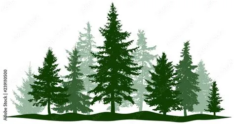 Pine Tree Forest Vector