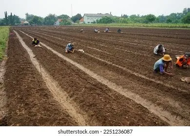 Probolinggo Indonesia January 2023 Activities Shallot Stock Photo ...