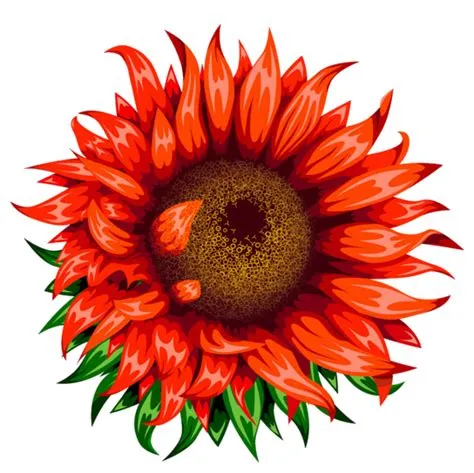 Orange Sunflower on White Background