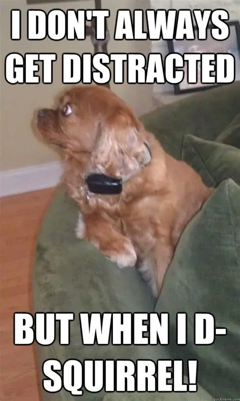 I don't always get distracted But when i d- squirrel! - Distracted Dog ...