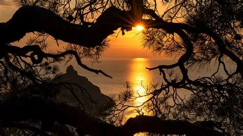 Sunbeam Between Pine Tree Branches And Sea With Rock During Sunset ...