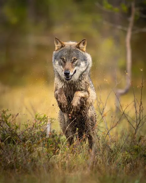 Eurasian Grey Wolf ( Finland ) [OC] : r/wildlifephotography