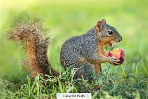 Do Squirrels Eat Bacon? Unpacking the Truth About These Furry Snackers ...