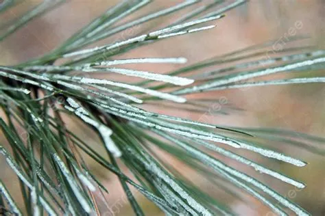 500 Foto Pohon Pin, Gambar Dan Background Untuk Unduh Gratis - Pngtree