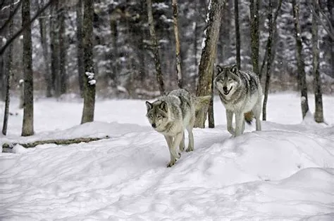 Gray Wolf Facts