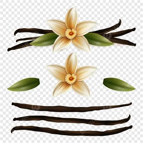 Vanilla Bean Clip Art
