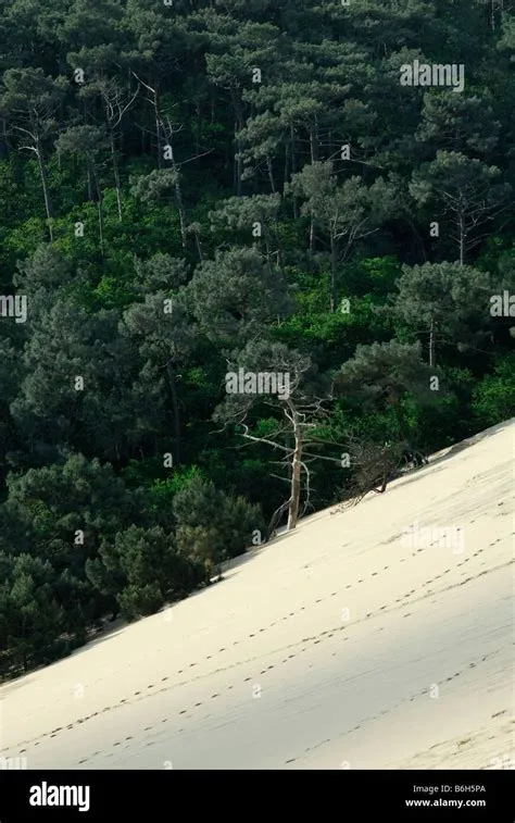 Pine forest dune pyla dune Banque de photographies et d’images à haute ...
