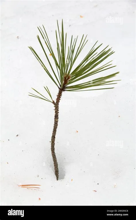 Pinus ponderosa seedling hi-res stock photography and images - Alamy
