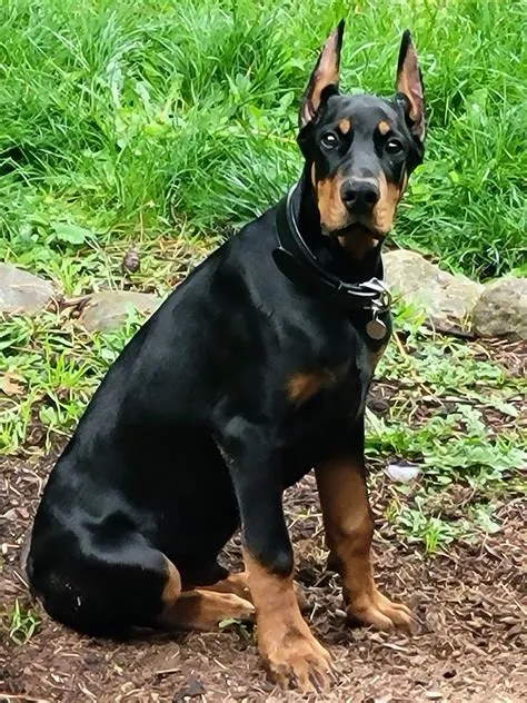 41+ Doberman Pinscher Puppies / Dogs for Sale in Merlin, Oregon | $200 ...