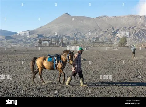 Indonesia, Java, Probolinggo, horse in front of Batok volcano Stock ...