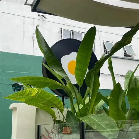 Solace cafe Bukit Bintang | Galeri disiarkan oleh 𝒜𝓃𝒶𝓉𝒶𝓈𝒾𝒶 | Lemon8