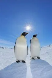 von Thin Blue Line 🇦🇺👮‍♀️ auf BIrds, Animals, Models, ETC 🦜🐦🐓 ...