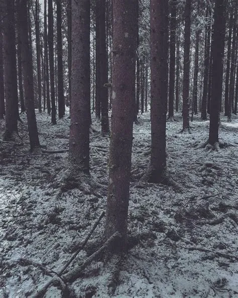 by Glittergloop on Forests & Greenery | Wild hearts, Outdoor, Forest