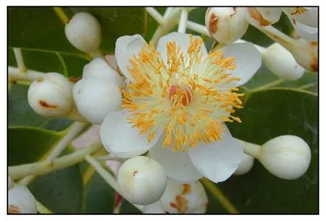 Palo maria / Bitaog/ Calophyllum inophyllum / ALEXANDRIAN LAUREL ...