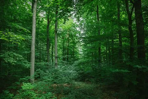 Pohon Rindang Yang Indah Di Hutan Di Wurzburg Jerman Foto Stok - Unduh ...