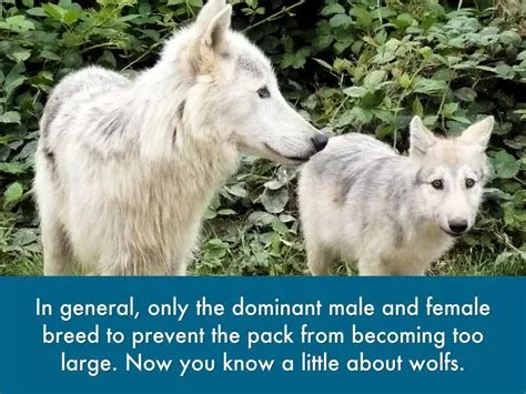 Gray wolves facts by Wallenpaupack South Elementary