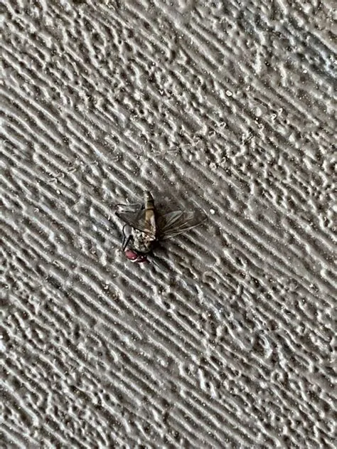 by Susan Raupp on types of bugs | Types of bugs, Bugs, Enamel pins