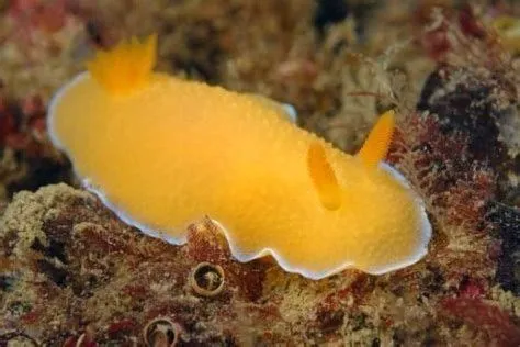 på Crawlies Flutteries and Greeneries