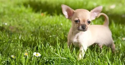 Chihuahua vs Min Pin: quali sono le 8 differenze chiave?