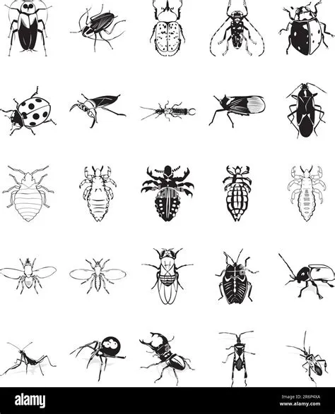 Insect Clipart Black And White 101 Clip Art