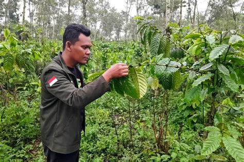 Harsh dry season sours harvest prospects for Java coffee farmers