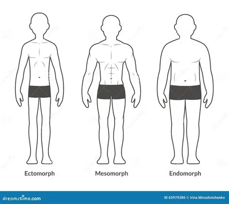 Male Body Type Chart Vector Illustration | CartoonDealer.com #65979380