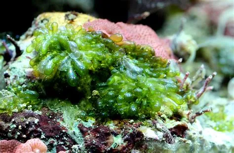 Algen – Mein Meerwasseraquarium