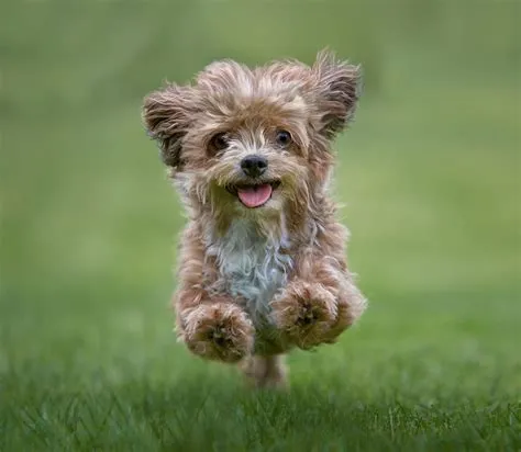 The top 20 cutest dog breeds in the world, ranked according to science ...