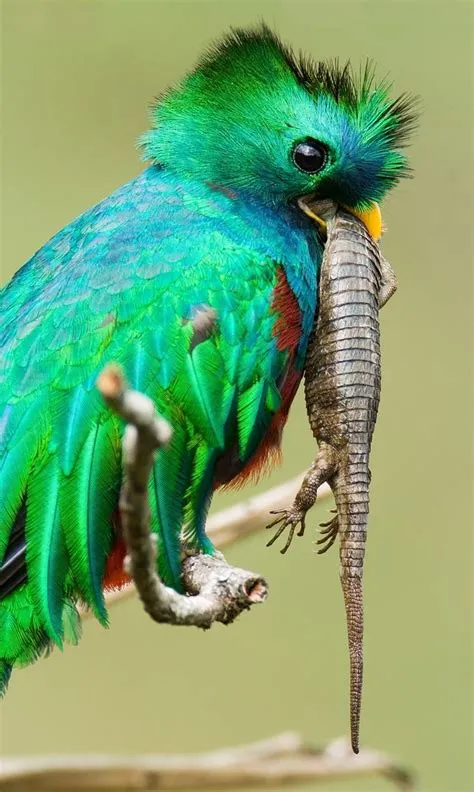 176 best Bird Song --Quetzal. images on Pinterest | Beautiful birds ...