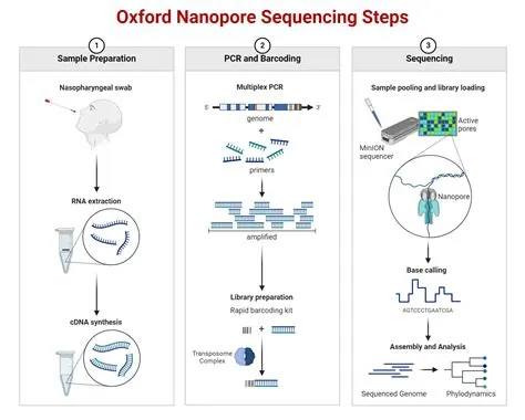 Oxford Nanopore Sequencing: Principle, Protocol, Uses, Diagram