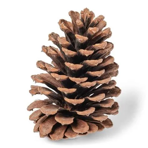 Pomme de pin à parsemer Naturel - Le temps d'un jardin