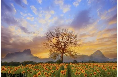 Beautiful Landscape Dry Tree Branch Sun Flowers Field Against Colorful ...