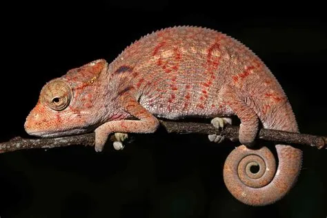 How the Golden Ratio Manifests in Nature