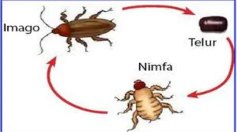 Metamorfosis Tidak Sempurna, Pengertian dan Contohnya - Varia Katadata ...