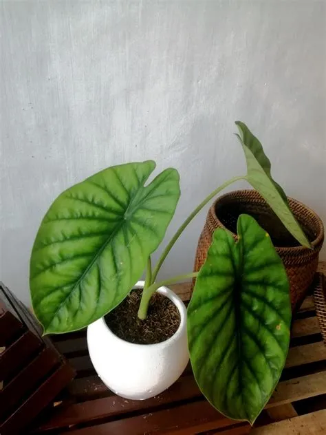 Alocasia Green shield (Alocasia clypeolata), Furniture & Home Living ...