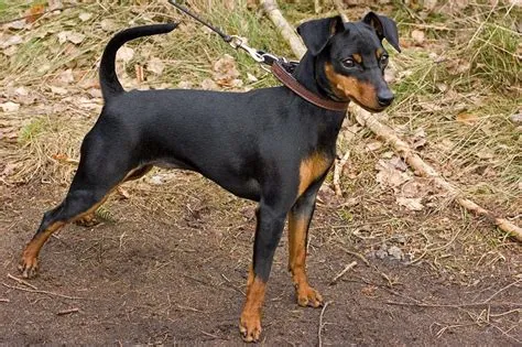 Miniature Pinscher - Animal Corner