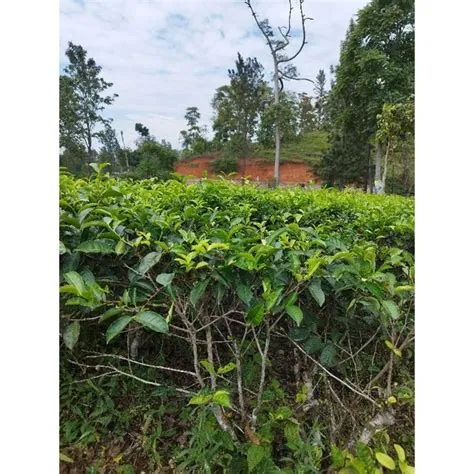 Harga Bibit TEH Hijau Terbaru Sep 2025 | BigGo Indonesia