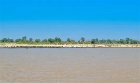 Ladang Gandum Hijau Di Tepi Sungai Indus Punjab Pakistan Foto Stok ...