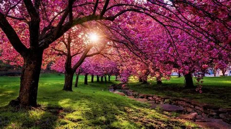 Most Beautiful Spring Trees at William Foxworth blog