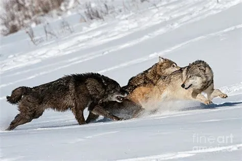 Grey Wolf Running