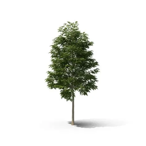 Oak Tree PNG Images & PSDs for Download | PixelSquid - S105680324