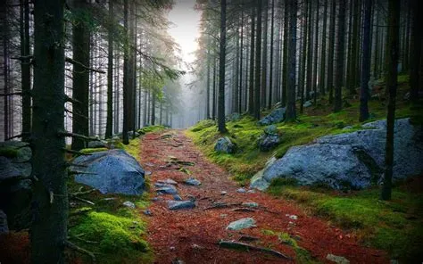 Beautiful Forest Path Wallpaper