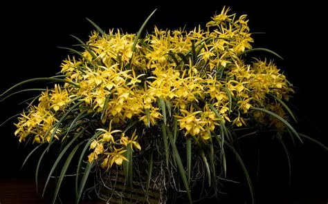 Festival Internacional de Orquídeas de Redland | Miami y Miami Beach