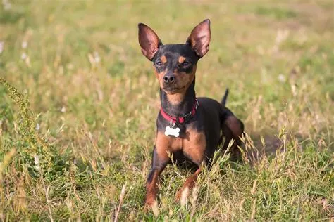 Miniature Pinscher Lifespan: How Long Do These Dogs Live? - A-Z Animals